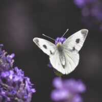 Ideas para diseñar jardines o espacios exteriores modernos y funcionales